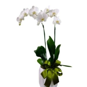 Orquidea en Planta
